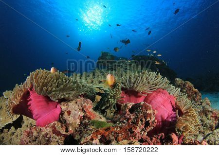 Coral reef in ocean