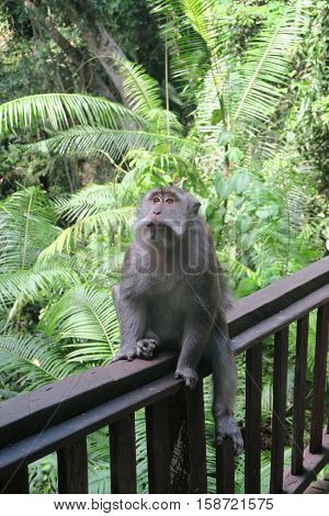 Monkey sitting on the bridge in the jungle near Ubud, Bali
