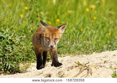 young small european fox cub ( Vulpes vulpes )