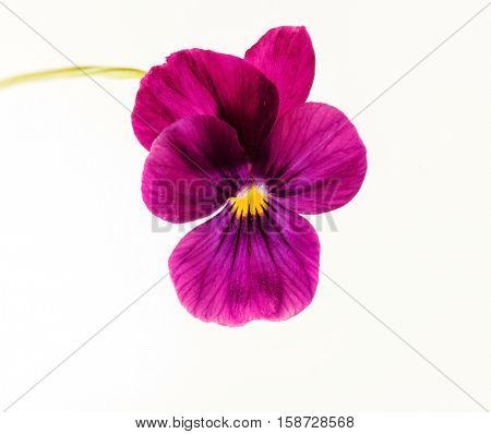 nice flower