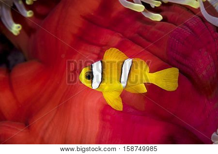 Anemonefish on Red Skirt of an Anemone   