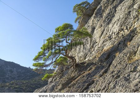 Relict pine trees on a steep mountain slope. Crimea