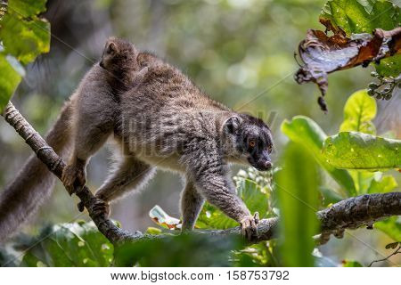 Common Brown Lemur With Baby On Back