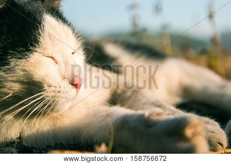 Cute kitten in pile of fall at evening