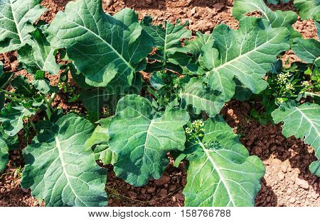 White stemmed chard growing in field in early summer