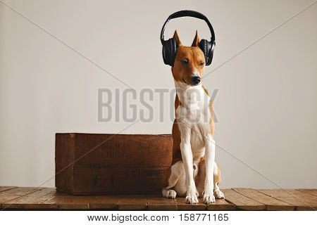 Sleepy basenji dog wearing huge black headset with eyes half closed isolated on white
