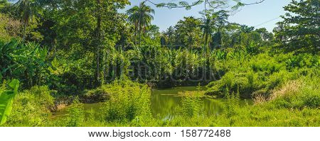 Panorama view of palm trees and dense tropical vegetation growing along the small river, Mu Koh Chang National Park, Chang island Thailand