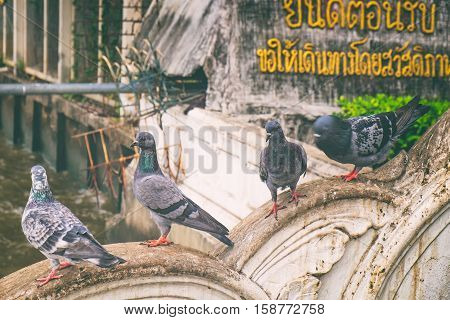 Close up beautiful pigeons on the fence of Wat Rakhang Pier, Bangkok, Thailand.