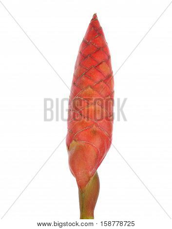 flower red torch ginger (Etlingera elatior zingiberaceae) isolated on white background macro and beautiful red color