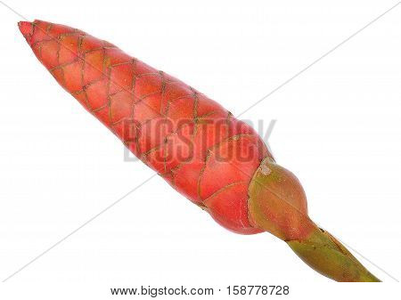 alpinia, background, Ginger flower isolated on white