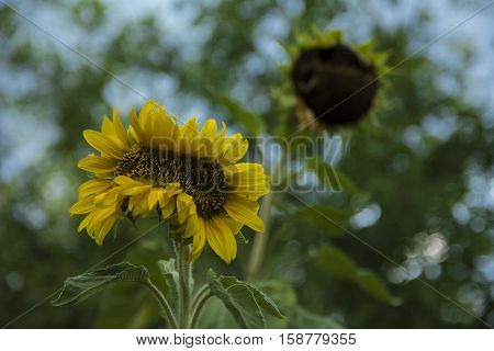 Close detail of unusual flat sunflower mutation