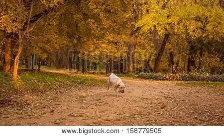 Funny young yellow labrador in beautiful autumn park on sunny day. Autumn portrait of white labrador running on fall leaves. Labrador dog outdoors the autumn.