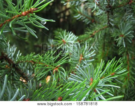 Photo of a green background with spruce twigs and needles as a source for printing and design