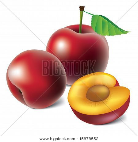 Vector prugne
