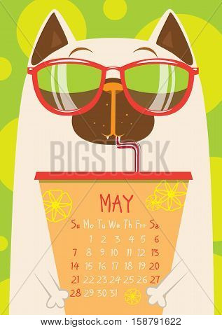 White Siamese cat in sunglasses with Cup of coffee. May calendar