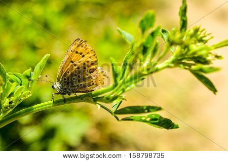 brown butterfly with broken wings in summertime