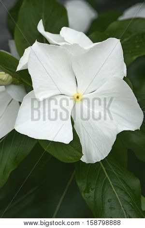 Madagscar periwinkle (Catharanthus roseus). Called Rosy periwinkle and Vinca also