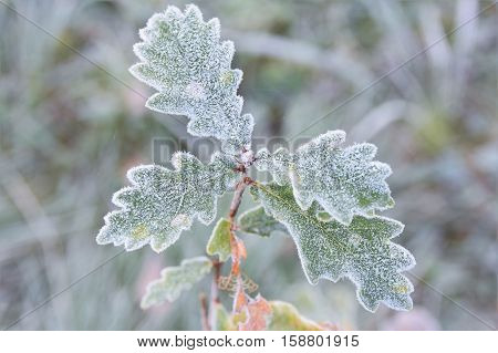 Frost oak leaves on a cold autumn morning