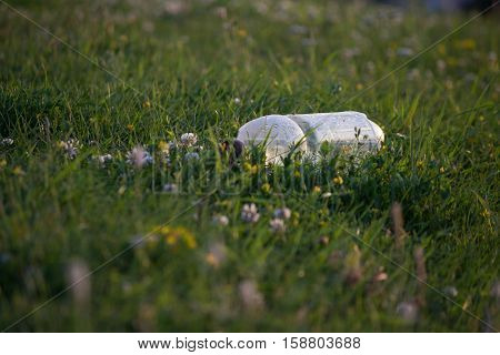 ecology concept plastic bottle on the green grass