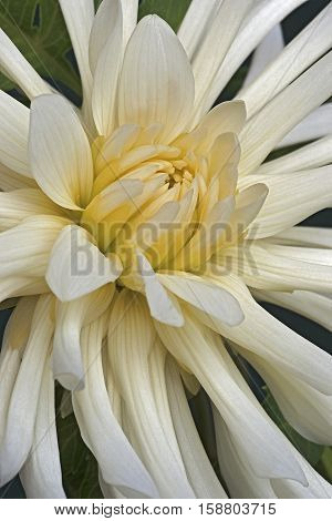 Close up image of dahlia flower (Dahlia x cultorum)