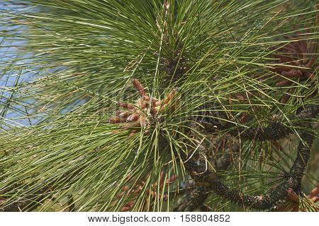 Longleaf pine pollen cones (Pinus palustris). Called Southern Yellow Pine also