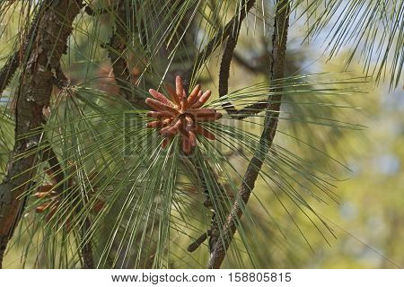 Longleaf pine pollen cones (Pinus palustris). Called Southern Yellow Pine also