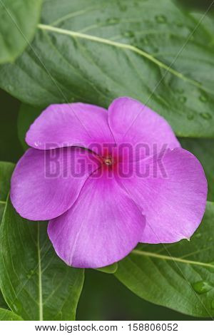 Madagscar periwinkle (Catharanthus roseus). Called Rosy periwinkle and Vinca also