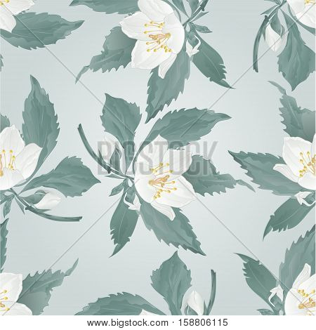 Seamless texture twig jasmine twig flower and buds spring flower vector illustration