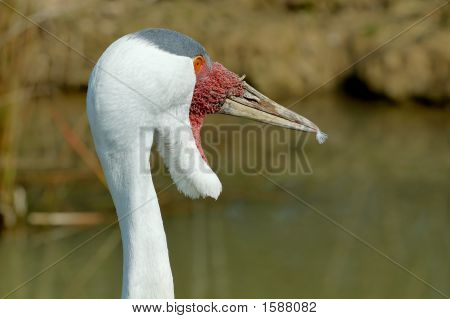 Wattled kran