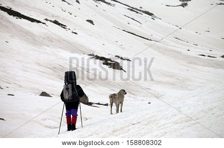 Hiker and dog in snow mountains at spring gray day. Turkey Kachkar Mountains (highest part of Pontic Mountains).