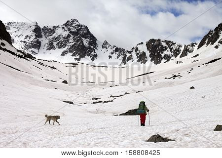 Hiker with dog at spring snowy mountains in cloudy morning. Turkey Kachkar Mountains (highest part of Pontic Mountains).