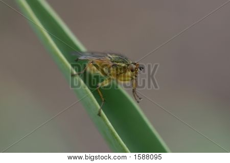 Mosca em uma planta