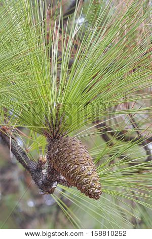 Longleaf pine cone (Pinus palustris). Called Southern Yellow Pine also