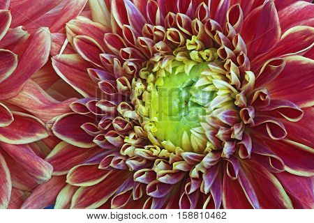 Close up image of dahlia flower (Dahlia x cultorum)