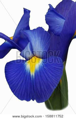 Dutch iris (Iris xiphium). Called Spanish iris also. Image of flower isolated on white background