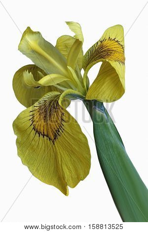 Ussuri iris flower (Iris maackii). Image of flower isolated on white background
