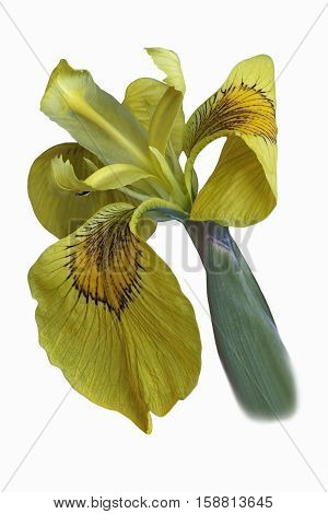 Ussuri iris flower (Iris maackii). Image of flower isolated on white background