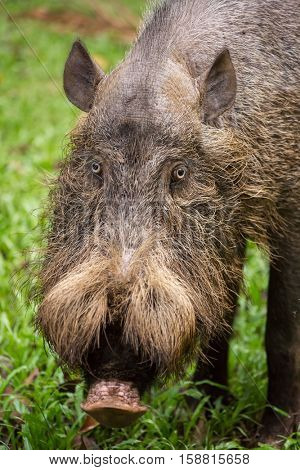 Bornean bearded pig in Bako National Park, Borneo, Malaysia