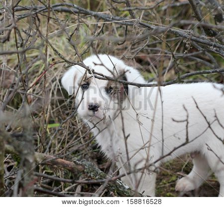 picture of a sad abandoned puppy on the chaparell