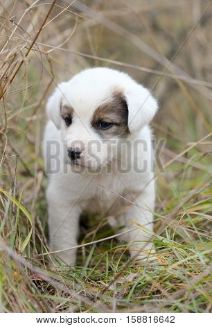 picture of a sad abandoned puppy on the chaparell