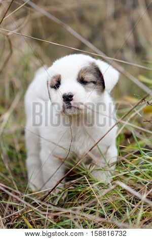 picture of a sad abandoned puppy on the chaparell