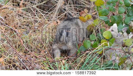picture of a abandoned puppy hiding in the chaparell