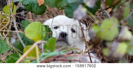 picture of a sad abandoned puppy hiding on the chaparell