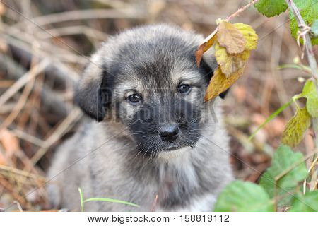 picture of a sad abandoned puppy on the chaparell