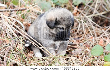picture of a sad abandoned puppy on the chaparell