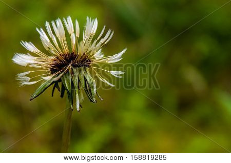Wet dandelion on green background with close-up