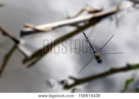 A male Aeshna mixta migrant hawker dragonfly in flight in the Petres Gorge, Crete, Greece, in mid-November, 2016.  