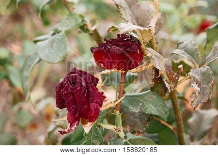Two Red tea rose flowers in autumn garden.