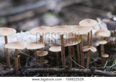 Mushrooms (Gymnopus confluens) on an old gray autumn leaves