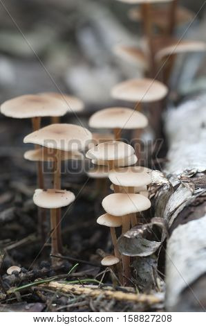 Mushrooms (Gymnopus confluens) on an old gray autumn leaves